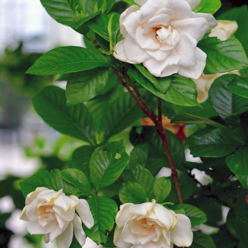 Amazon.com : 2 Frostproof White Jasmine Plants Live, Gardenia